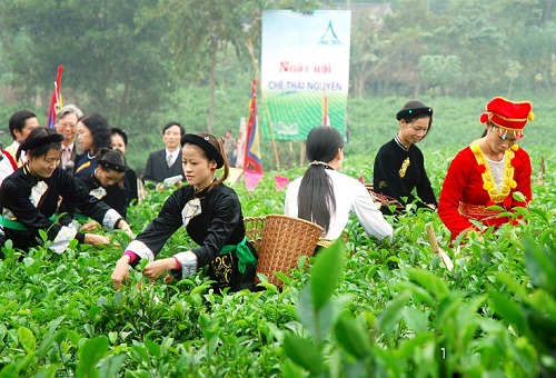 lễ hội festival chè Thái Nguyên