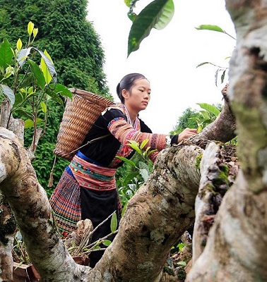 những cây chè cổ thụ thân to mấy người ôm
