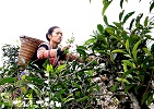 Chè cổ thụ Suối Giàng
