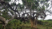 Cây chè Shan tuyết cổ thụ Hà Giang