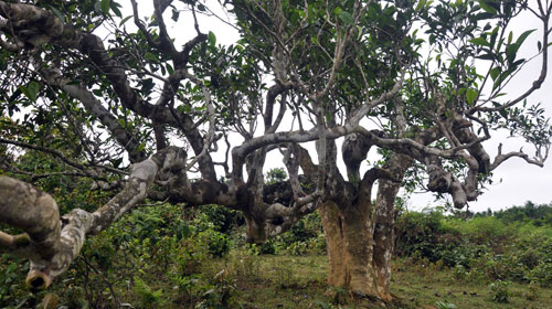 Cây chè Shan tuyết cổ thụ Hà Giang