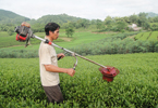 Chỉ 30% sản phẩm chè Việt Nam đạt chuẩn quốc tế