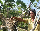 Chè Shan tuyết cổ thụ ở Suối Giàng
