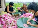 Trà sen Tây Hồ