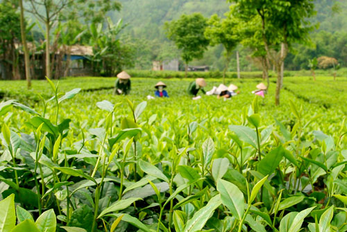 cây chè Bát Tiên