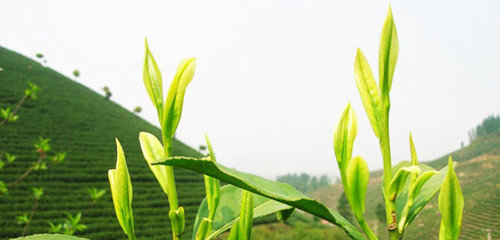 Chè Trại Cài Thái Nguyên Chè Trại Cài Thái Nguyên