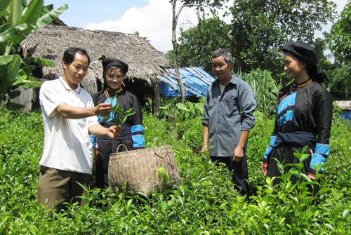 Chè Trại Cài có hương vị đặc trưng khó lẫn